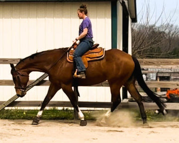 Precision Challenge: Hootie | 9 | AQHA Laminitis & Stifle Issues