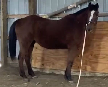 Precision Challenge: Breeze 24 yr old Quarter Horse Arthritis in right pastern (Ringbone)