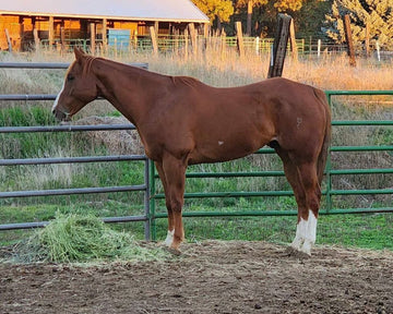 Precision Challenge: Rico 9 year Old Quarter Horse – CCL tear in left stifle