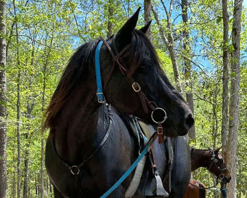 Precision Challenge: Blue | 15 yrs | AQHA Mare – Injury to Right Stifle