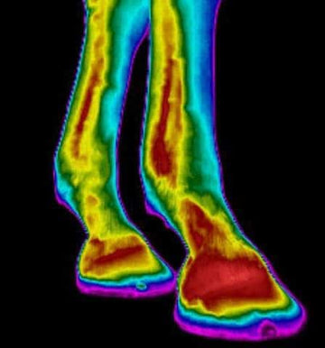 How Enzymes and Nutrients Work Together to Regulate Inflammation and Rebuild Joint Health in Horses