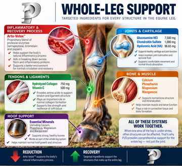 pjs WHOLE LEG SUPPORT INGREDIENTS