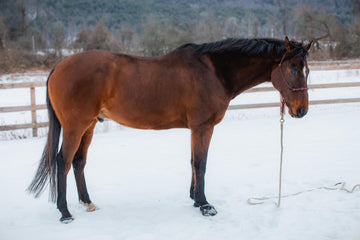 OTTB bay horse joint supprt