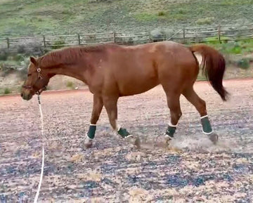 Precision Challenge: Sandor 15yr old KWPN- Hindend Lameness & Swelling in Rear Leg