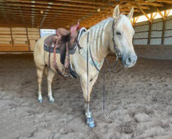 Why Senior Horses Need More Than Just Glucosamine