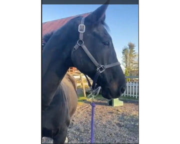 Precision Challenge: 16 Dutch gelding with Stifle Issues