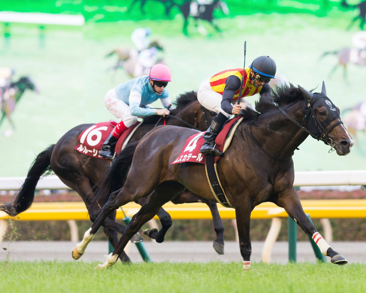 Revolutionizing Equine Health: Real Success Stories from the Field