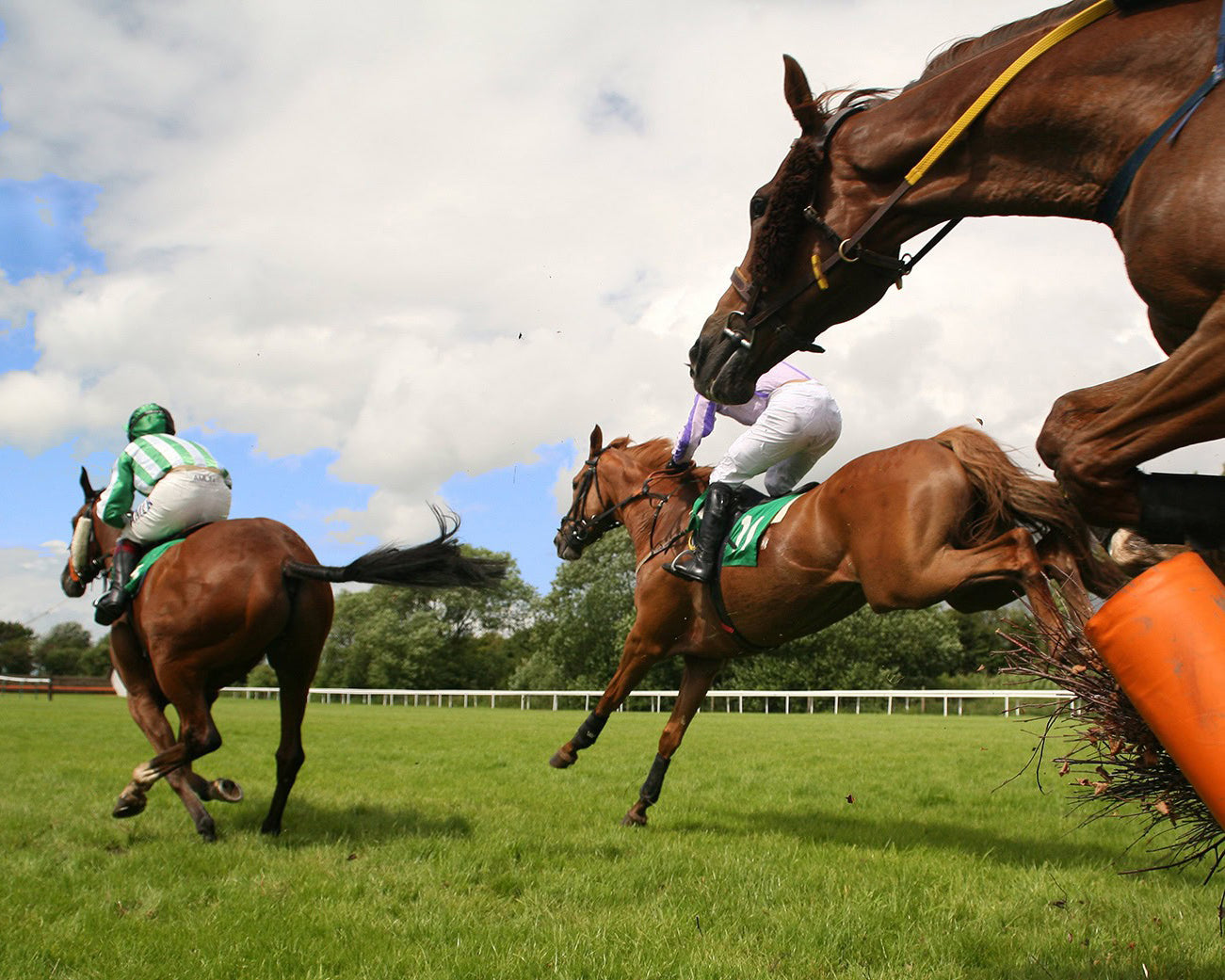 Why Every Sport Horse Needs Precision PJS: The Ultimate Joint and Leg Support