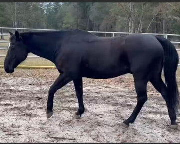 Precision Challenge: Oakie 21 yr old AQHA – Hock Arthritis