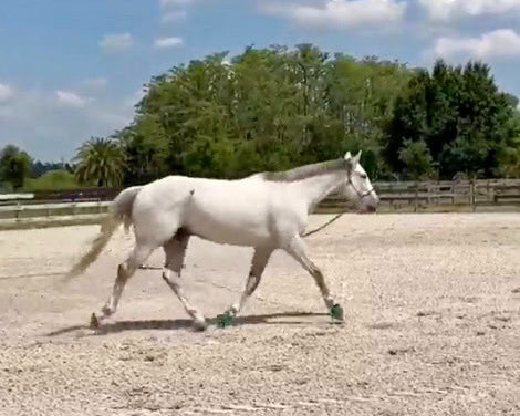 Precision Challenge: Gandalf 9 yr old Hunter/Dressage horse with hind end lameness, left hind shortness