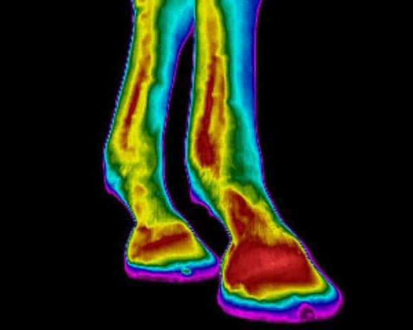 Understanding the 3 Stages of Equine Inflammation and How to Stop It Early