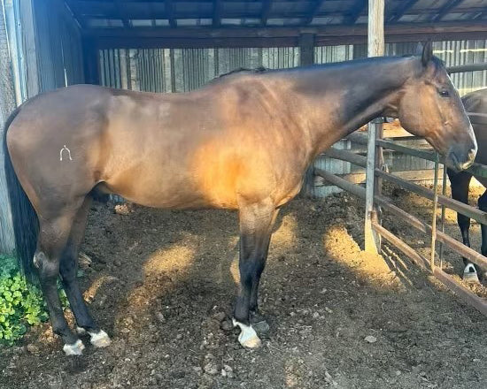 The Ultimate Guide to Equine Joint Health: How Precision Joint Solution Supports Your Sport Horse