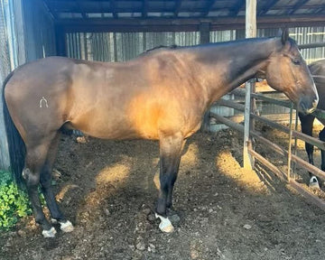 The Ultimate Guide to Equine Joint Health: How Precision Joint Solution Supports Your Sport Horse