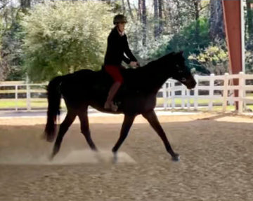 Precision Challenge: Charleston | 6 yrs | TB Gelding – Stifle & Hindend Lameness