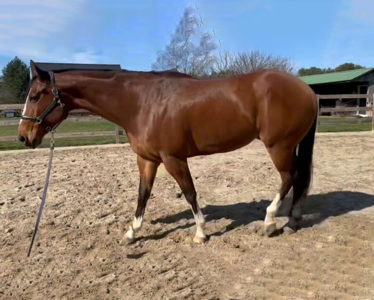 The Overlooked Early Signs of Equine Joint Stress — and How Early Intervention Can Make All the Difference