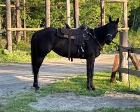 Precision Challenge: Hattie 5 yr old AQHA Lameness in Front Feet