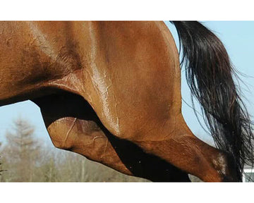 Stifle Stress Keeping You Out of the Ring?