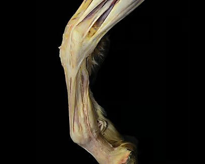 The Equine Collateral Ligament – Injuries, Causes, and Care