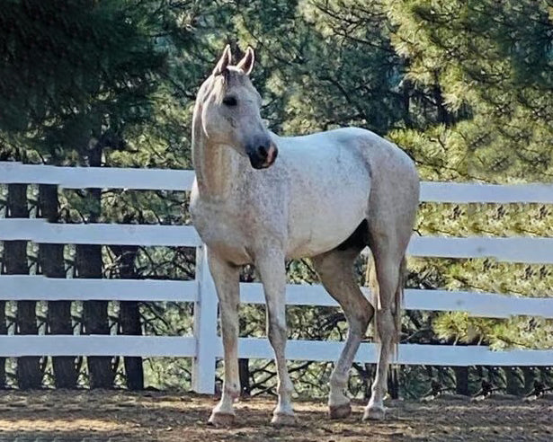 Precision Challenge: Phoenix 13 yr old Arabian Severe Founder