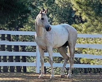 Precision Challenge: Phoenix 13 yr old Arabian Severe Founder