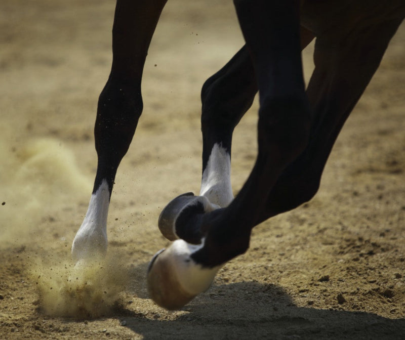 Horse legs in motion on a sandy surface