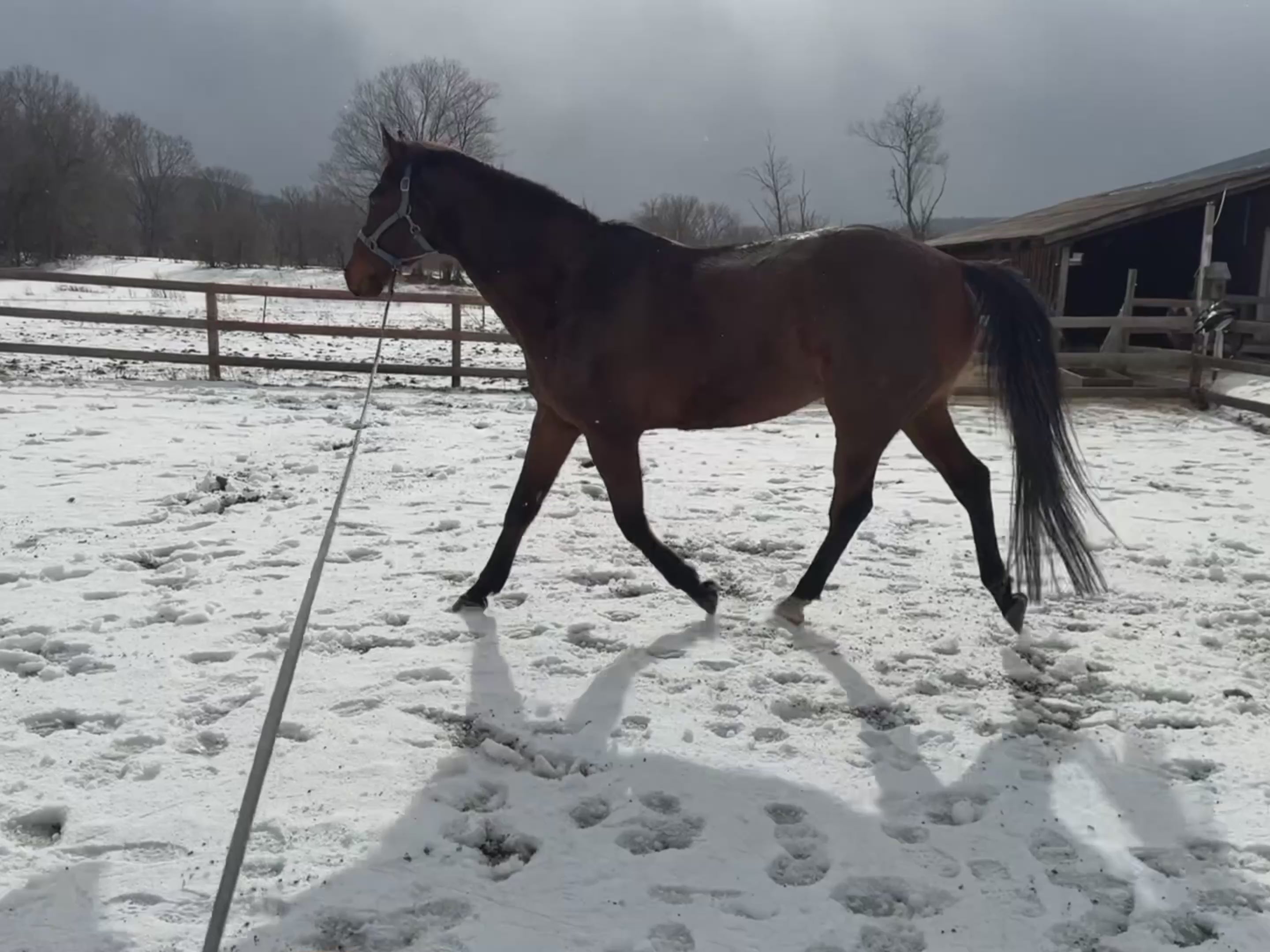 Horse running 45 days on pjs